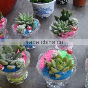 Succulent Plants thumbnail-6