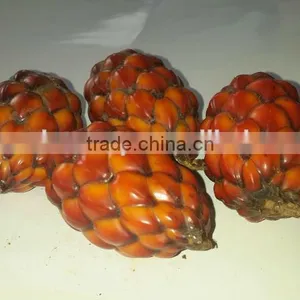 Raphia Hookeri thumbnail-2