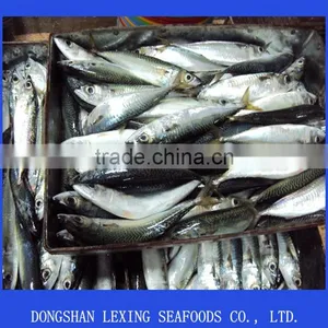 Frozen Pacific Mackerel thumbnail-1