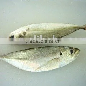 Frozen Big Eyes Horse Mackerel, Big Eyes Mackerel, Horse Mackerel ,big Eyes/small Eyes Horse Mackerel thumbnail-1