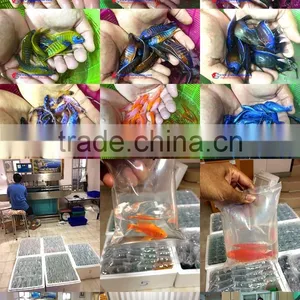 Quality Malawi Cichlid Fish Exporter thumbnail-1