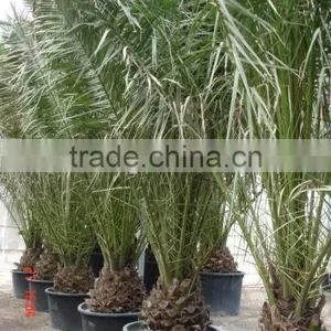 Phoenix Canariensis From 80/100 in 5 Liters Pot thumbnail-6