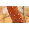 Gum Ararbic thumbnail-2