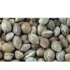 Hemp Seeds thumbnail-1