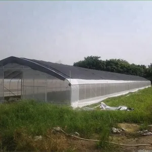 Economical Single Span Plastic Film Greenhouse With 8m Span thumbnail-1