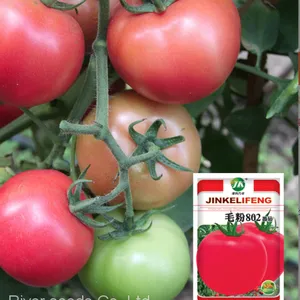 200pcs Bulk Agricultural Vegetable Seeds Supplier Garden Vegetables Hybrid Tomato Seeds for Planting thumbnail-1