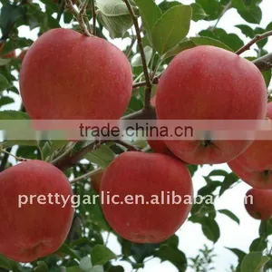 Fresh Red Fuji Apple thumbnail-1
