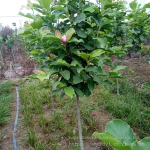 Prices of Magnolia Liliflora With Ground Diameters of 15 Cm, 18 Cm, and 12 cm in 2020. Cheap and Guaranteed Survival Rate. thumbnail-5