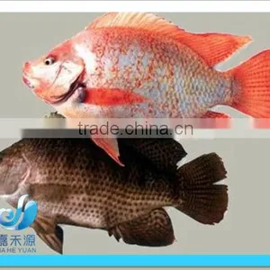 Frozen WR Red Tilapia thumbnail-1