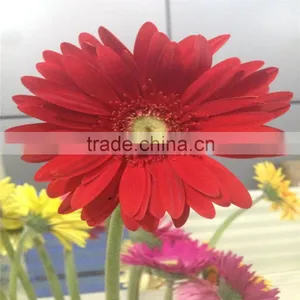 Hot Sale Fresh Cut Flower Gerbera Flowers WIith Various Color Wholesale thumbnail-3