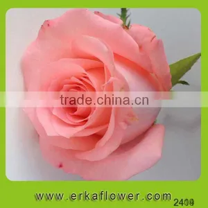 2016 New Product Crazy Selling Wide Varieties Fresh Rose thumbnail-6