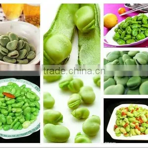Canned Broad Beans of Good Quality thumbnail-1