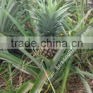 Fresh Pineapples thumbnail-1