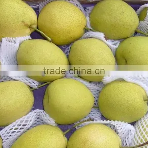 China Shandong Pear/China Delicious Nashi Pear/ya Pear thumbnail-2