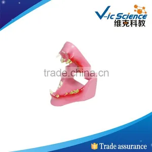 Best Price Good Quality Feline Teeth Model thumbnail-1