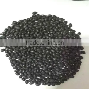 Black Bean thumbnail-1