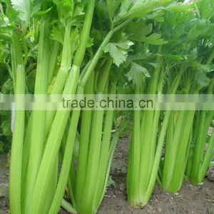 Fresh Celery thumbnail-2
