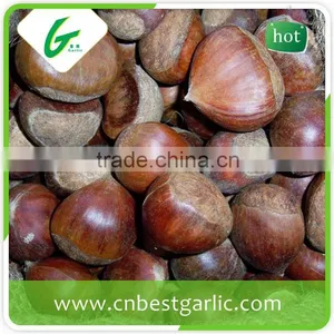 Price Chinese Raw Wholesale Frozen Chestnuts thumbnail-6