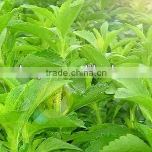 2014 Certified Manufacturer SinoBNP Supplies Best Quality &100% Natural Stevia Extract-natural Stevia Plant Extracts thumbnail-1