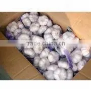 Chinese Garlic thumbnail-1
