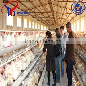 Chiken thumbnail-6