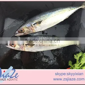 Frozen Whole Round Mackerel thumbnail-2