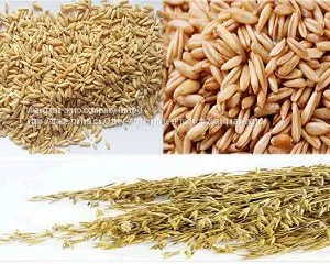 Naked Oats thumbnail-1