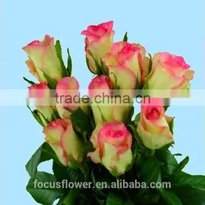 High Quality Fresh Cut Branchs Fresh Cut Flowers Pure White Rose For Sale Roses Hopeshow With 0.8_1.2kg/bundle From China thumbnail-2