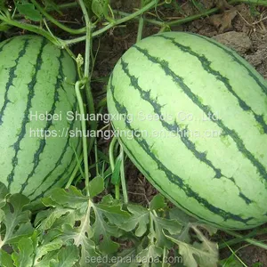Planting f1 Hybrid Fruit Seed Watermelon Seeds thumbnail-1