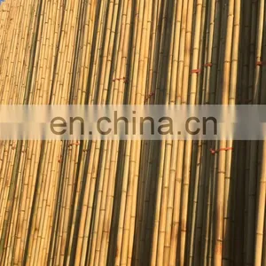 Premium Quality Best Price Real Bamboo Various Size Using for Decoring Furniture From Viet Nam Manufacturer thumbnail-3