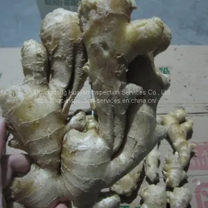 Inspection Service China for Gingers thumbnail-4