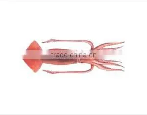 WR Frozen Illex Squid - Whole, Tube, Rings and Tentacles thumbnail-1
