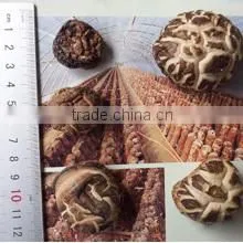 Lianfeng (Suizhou) Food Co., Ltd. company overview - view 3 thumbnail