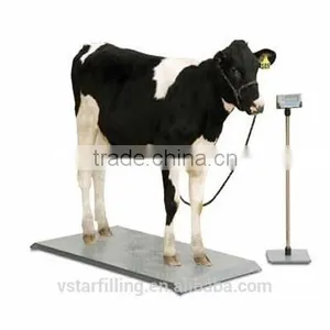 Cattle Scale Cow Scale Calves Scale thumbnail-1