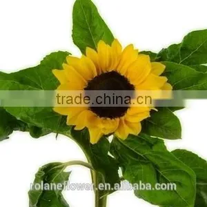 Good Smell Peonies Cut Flowers Chinese Sunflower From Kunming thumbnail-3