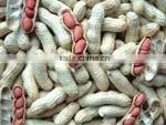 2014 Crop Chinese Red Skin Peanut thumbnail-1