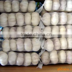 Pure White Garlic for Sale thumbnail-2