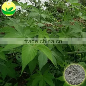 OEM Service Wild Rubusoside Sweet Tea Extract Sweet Tea Leaf Natural Sweetener OEM Service thumbnail-3