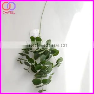 Names of Leaves in India,types of Ornamental Plants thumbnail-4