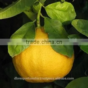 Bergamot Oil (DS) (Indian Origin) thumbnail-1