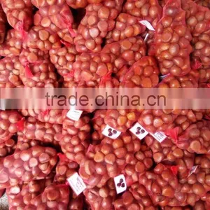 CHINESE CHESTNUTS/ COMMON CHESTNUTS thumbnail-1