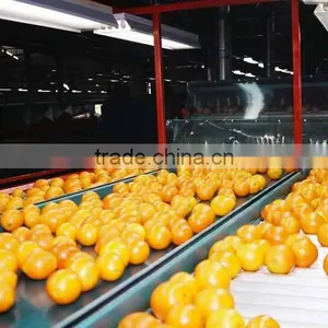 Fresh Valencia Orange thumbnail-1