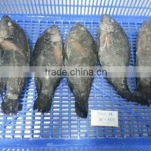 FROZEN BLACK TILAPIA WHOLE ROUND thumbnail-1