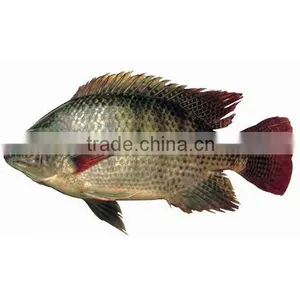 Foods Black Frozen Tilapia Fish thumbnail-1