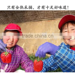 New Fresh Dandong Big Size Strawberry thumbnail-1