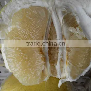Late Honey Pomelo thumbnail-6