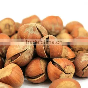 Hazelnut Tree Seedling thumbnail-1