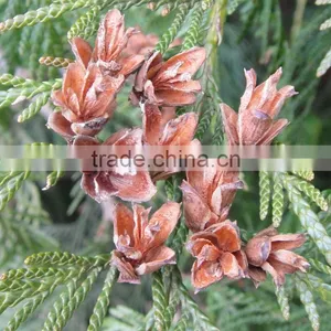Cedar Wood Oil Double Distilled Bulk Quantity thumbnail-1