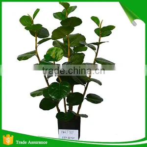 Artificial Green Ornamental Plant Indoor and Outdoor thumbnail-1