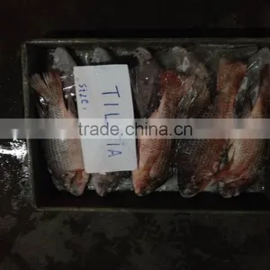 Frozen Whole Round Tilapia thumbnail-3